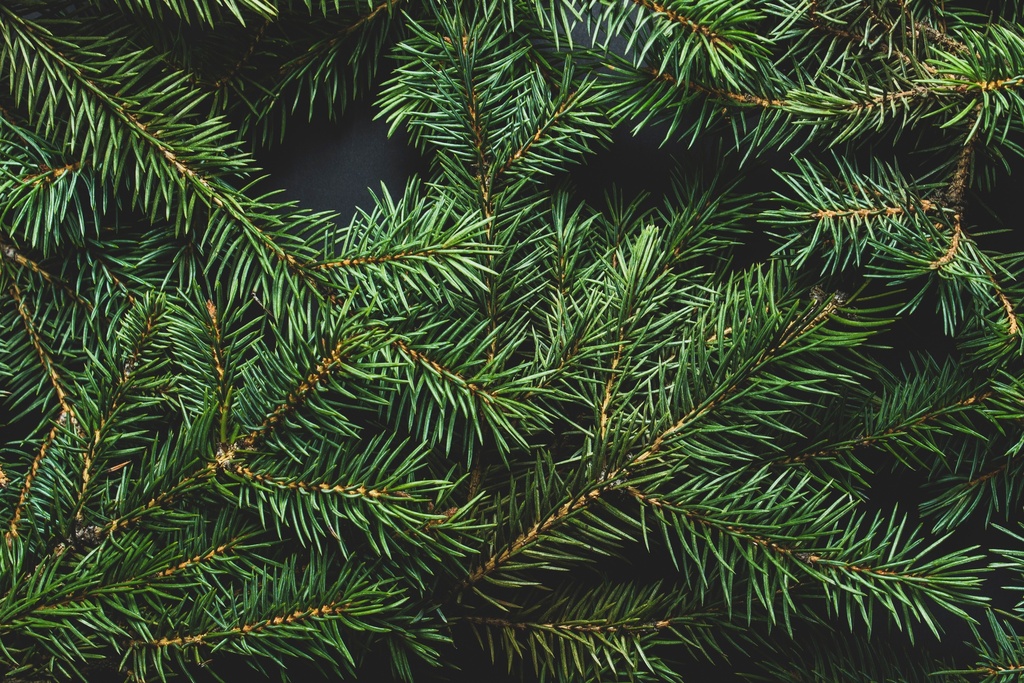 Tanne Bund (Reisig) ca. 4 kg ca 70cm