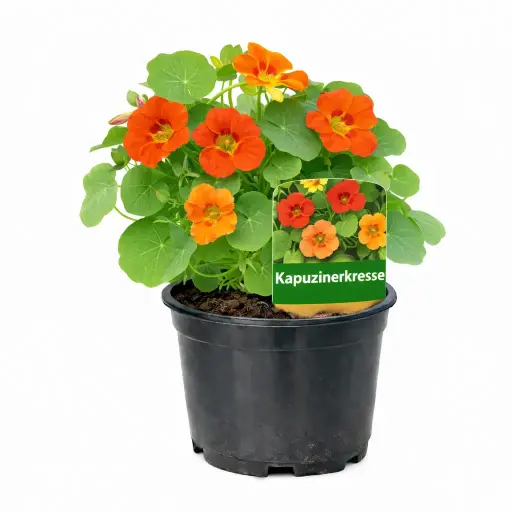 Kapuzinerkresse Kapuzinerkresse (April)