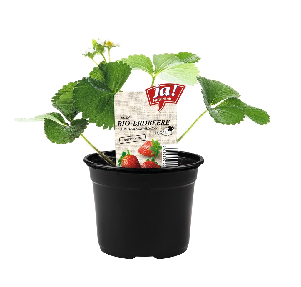 Erdbeerjungpflanzen (15 Töpfe)