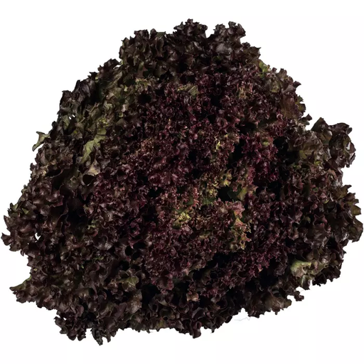 Lollo Rosso KL.1 per STK