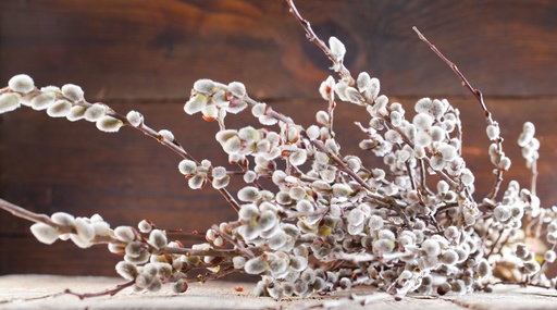 Steirische Palmkätzchen ca. 85-90cm Bund (geeignet für Tischvasen)