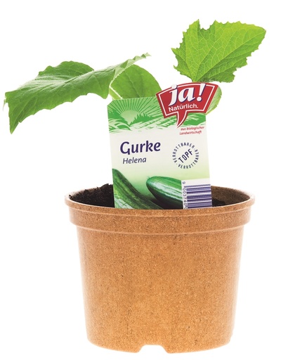 Ja! Natürlich Bio Gurken-, Melanzani-, Zucchini-Jungpflanzen (12 Töpfe)