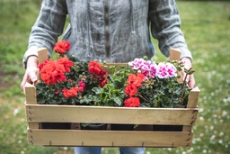 Pelargonium peltatum, Topfgröße: 13 cm, Sortenabhängig
