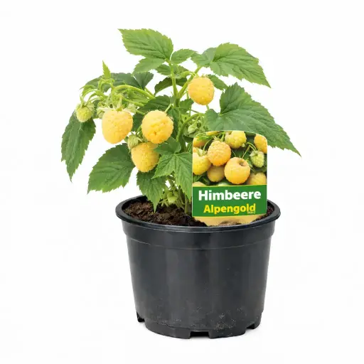 Himbeeren Alpengold (gelb)