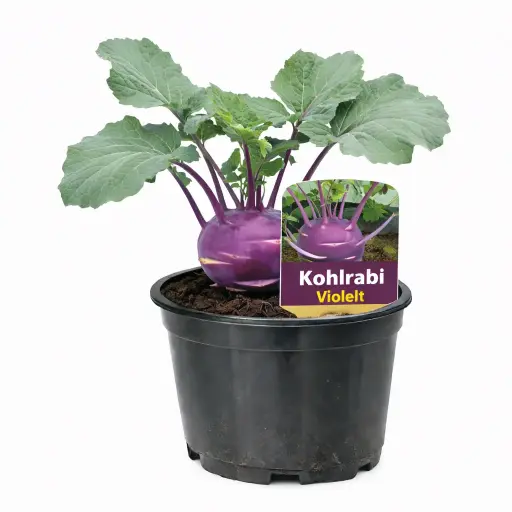 Kohlrabi Violett